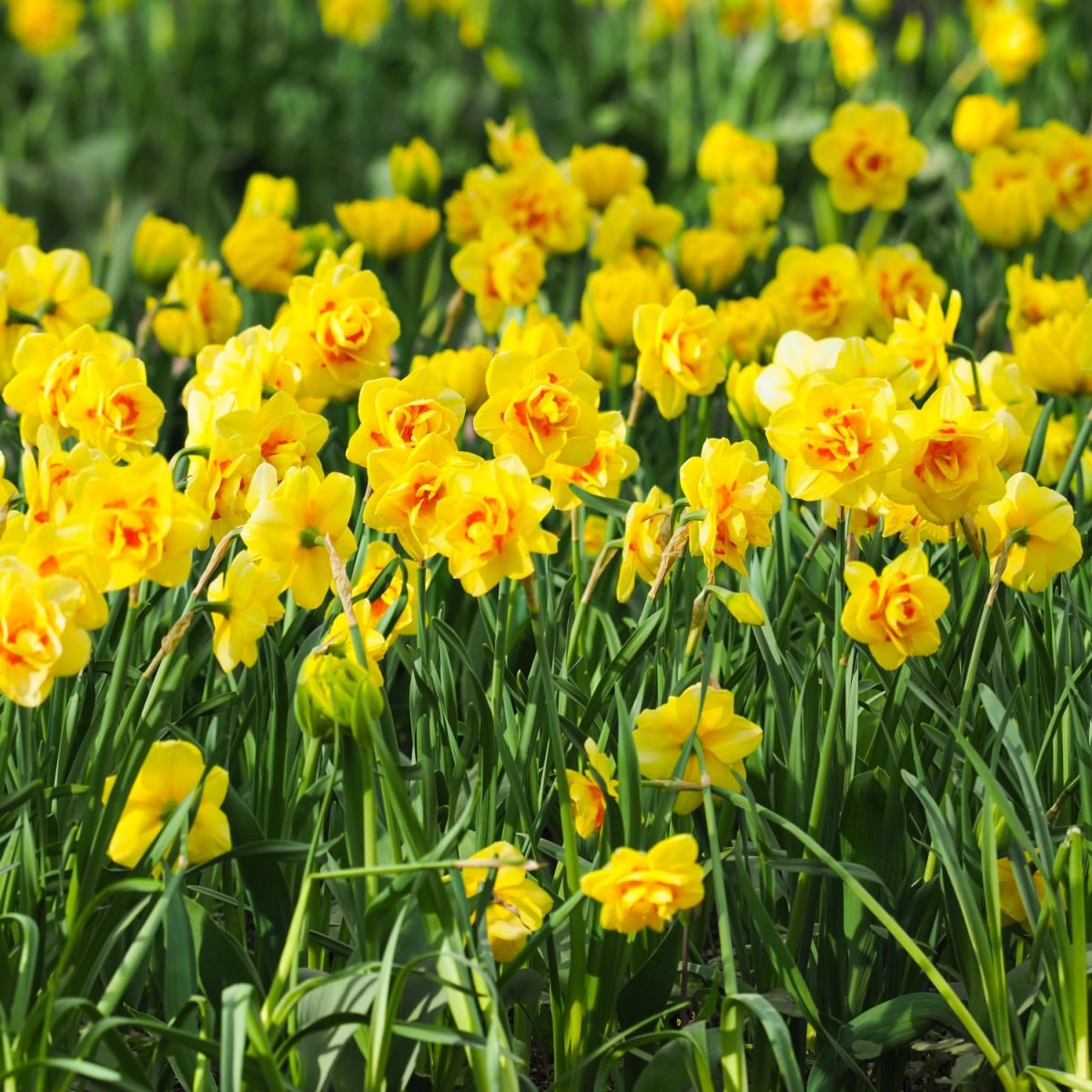 Narcis Tahiti - Narcissus - cibule narcisu - 3 ks