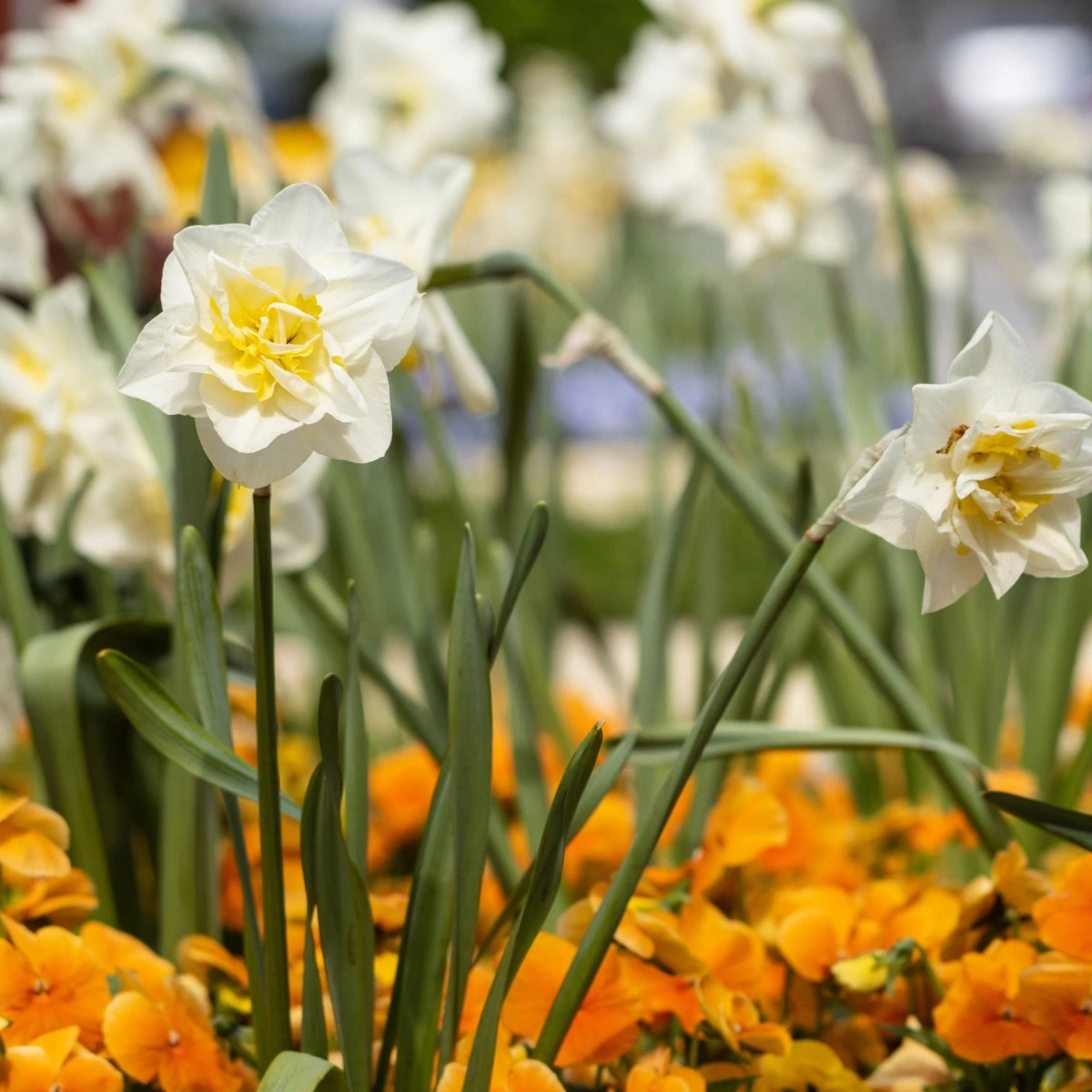 Narcis White Lion - Narcissus - cibule narcisu - 3 ks
