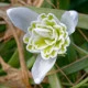 Sněženka plnokvětá - Galanthus nivalis double - cibule sněženky - 3 ks