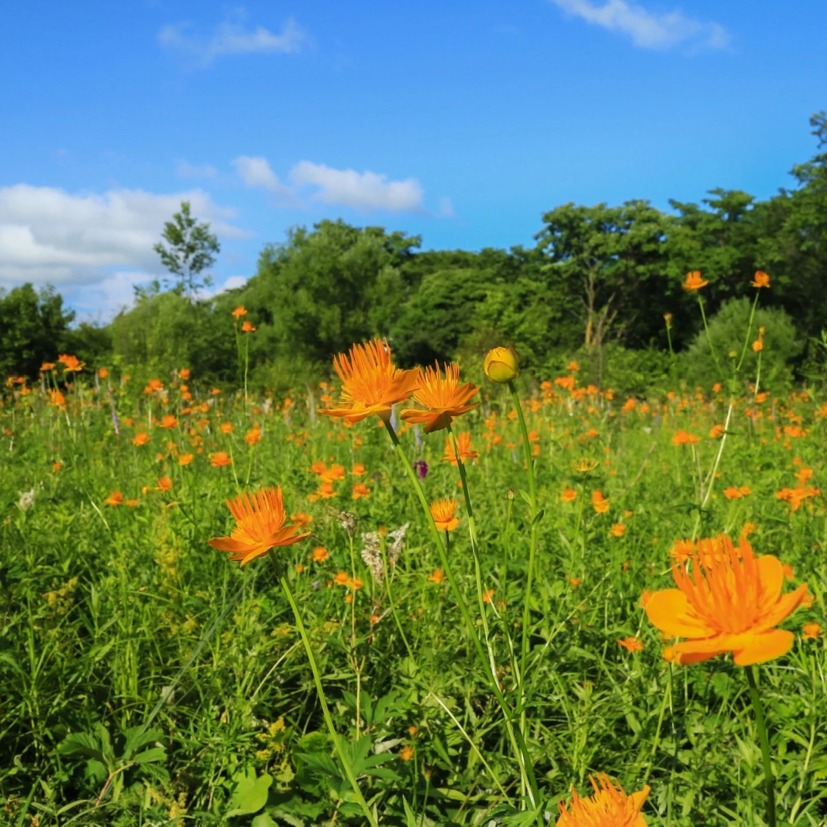 Upolín čínský Gold queen - Trollius chinensis - semena upolínu - 20 ks