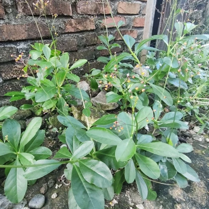 Ženšen korejský - Talinum paniculatum - semena ženšenu - 15 ks