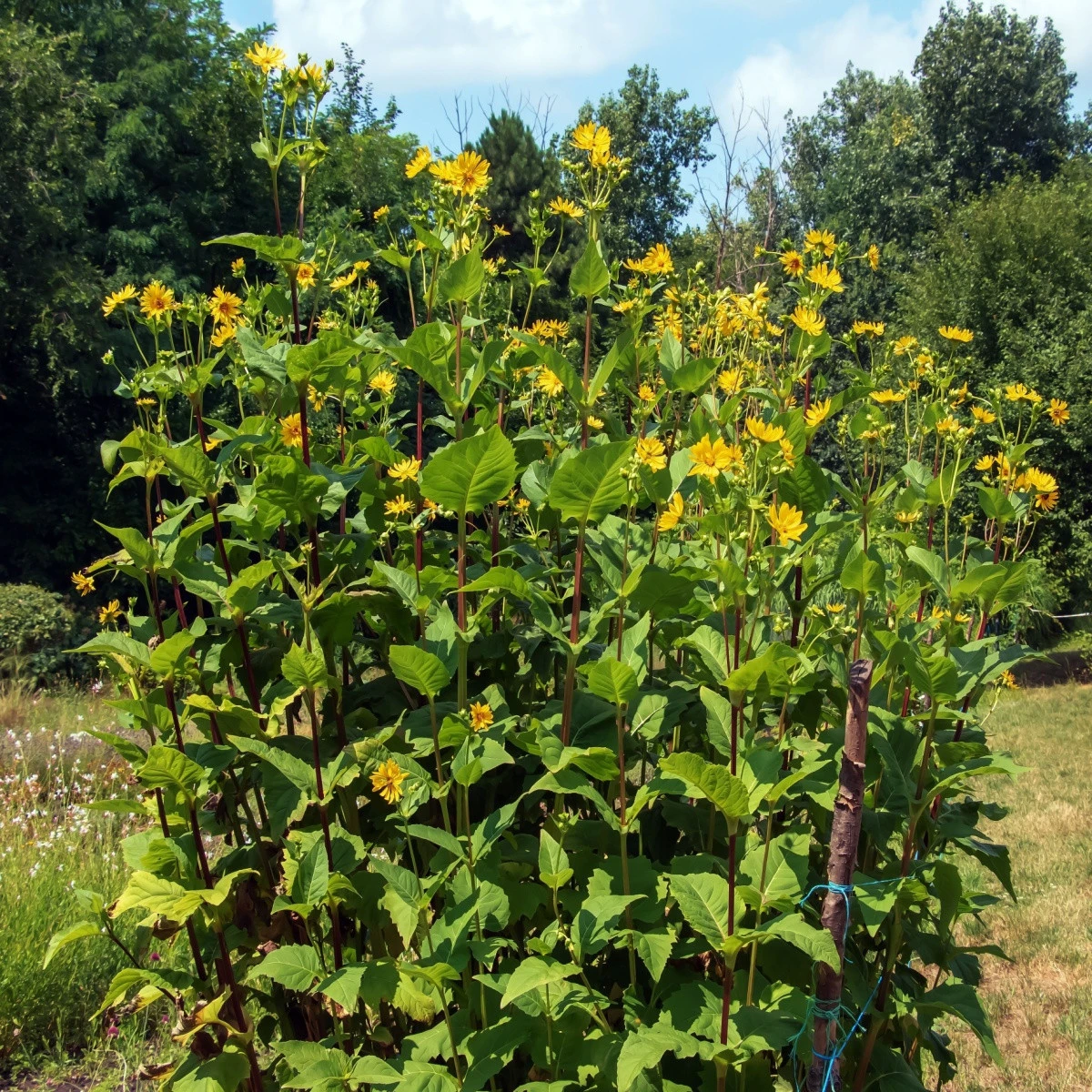 Mužák prorostlý - Silphium perfoliatum - semena mužáku - 8 ks