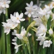 Narcis Paperwhite Ziva - Narcissus - cibule narcisu - 3 ks