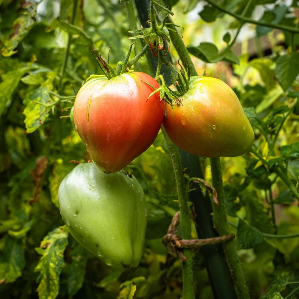 Rajče Oxheart Pink - Solanum lycopersicum - semena rajčete - 5 ks