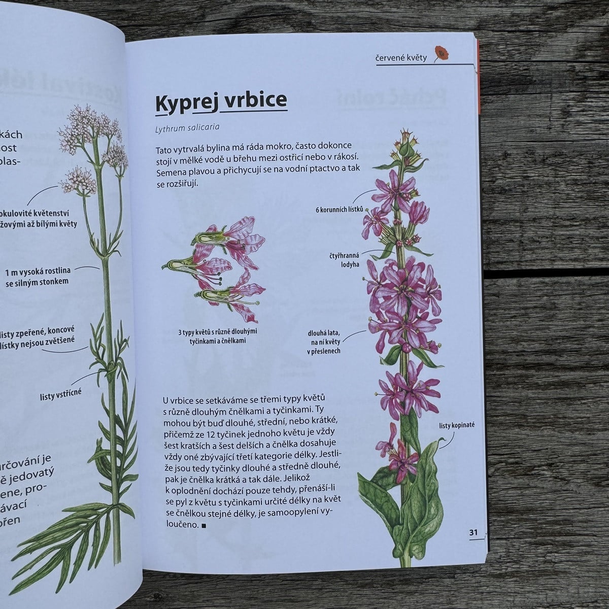 Květiny - rozpoznejte snadno 100 druhů - kniha - 1 ks