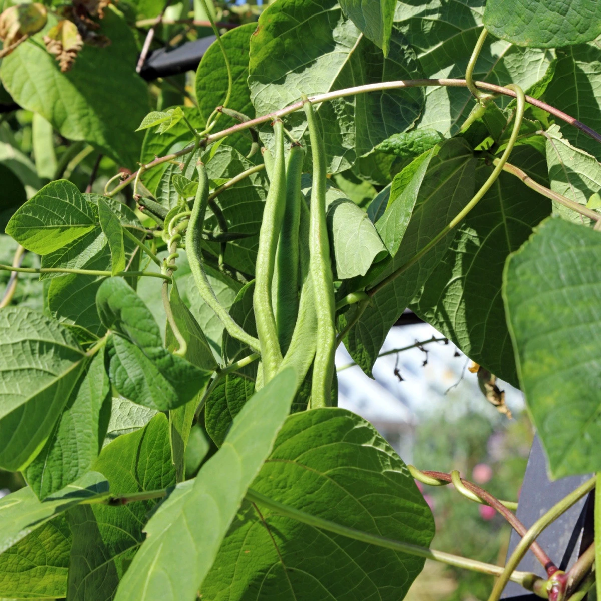 Fazole šarlatová Lady Di - Phaseolus coccineus - semena fazole - 10 ks