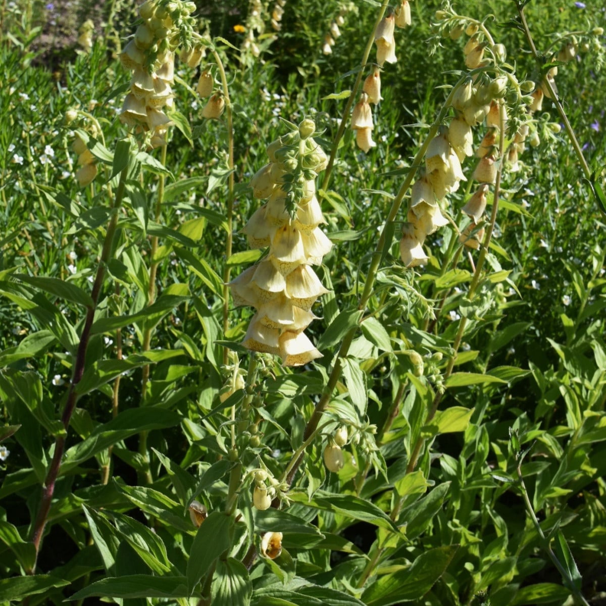 Náprstník žlutý - Digitalis lutea - semena náprstníku - 60 ks