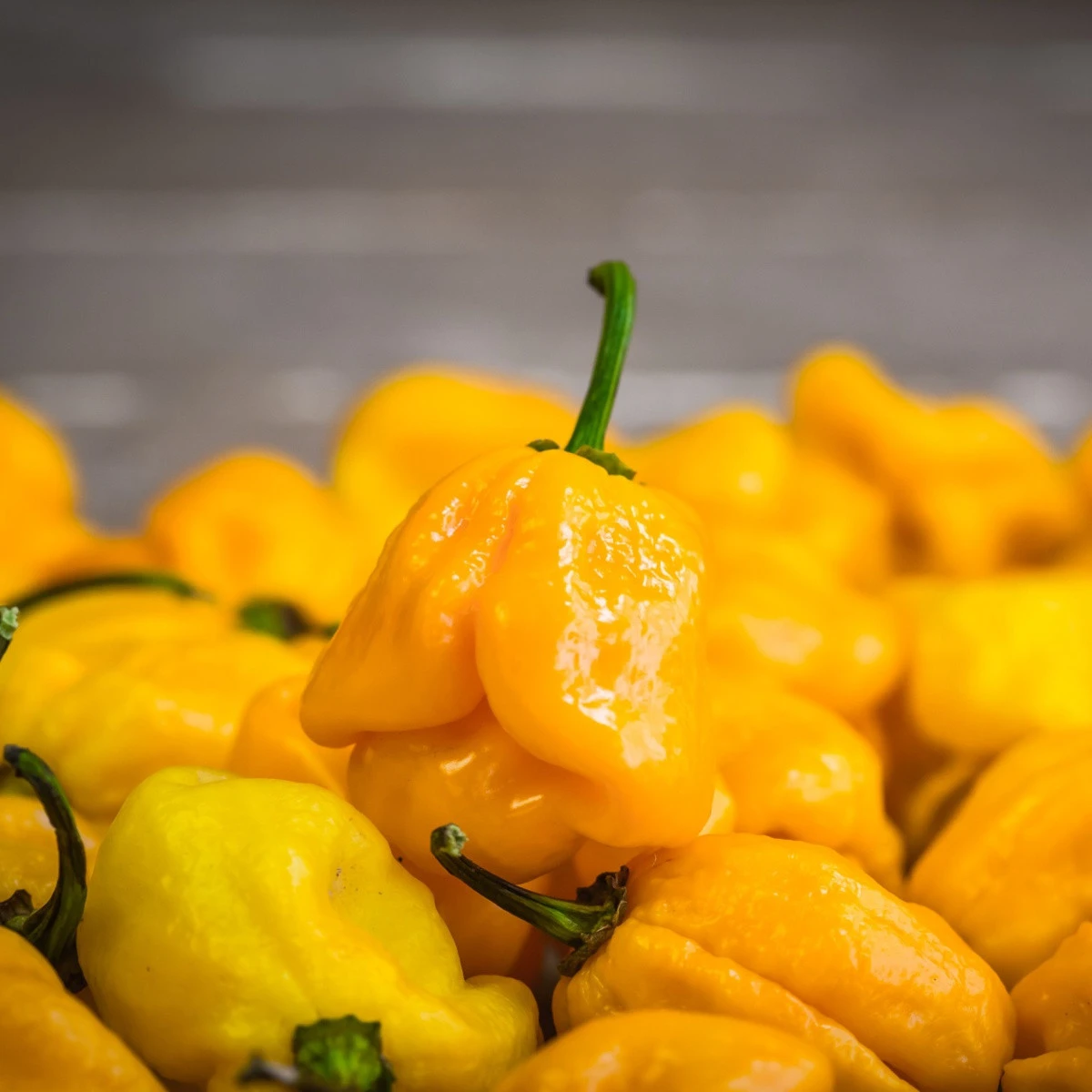 Chilli Trinidad scorpion butch žluté – Capsicum chinense – semena chilli – 5 ks