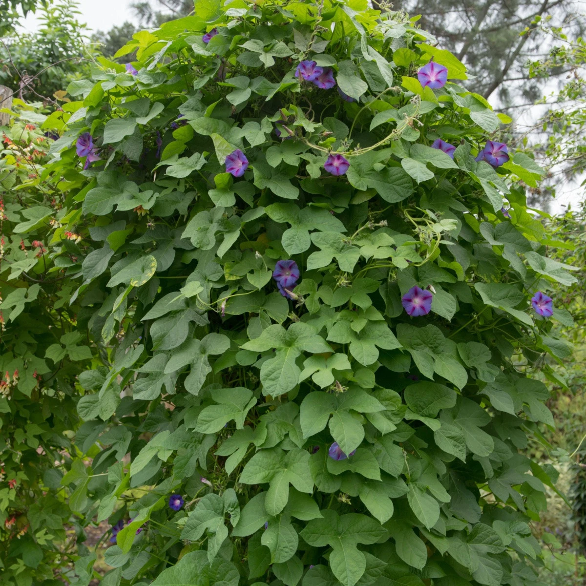 Povíjnice Scarlet O Hara - Ipomoea purpurea - semena povíjnice - 25 ks