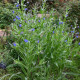 Pilát kapský - Anchusa capensis - semena pilátu - 50 ks