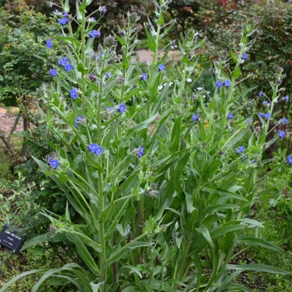 Pilát kapský - Anchusa capensis - semena pilátu - 10 ks