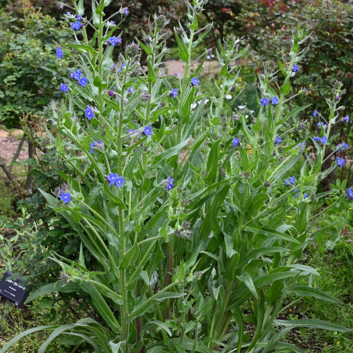 Pilát kapský - Anchusa capensis - semena pilátu - 10 ks