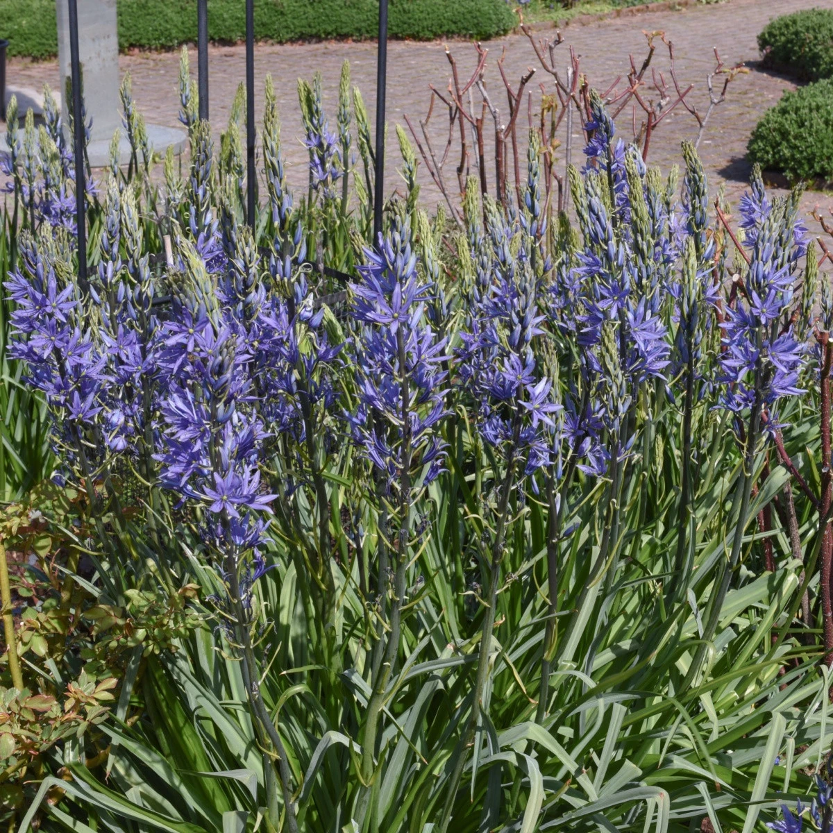 Ladoník modrý - Camassia - cibule ladoníku - 2 ks