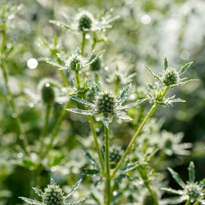 Máčka bílá White glitter - Eryngium planum - semena máčky - 10 ks