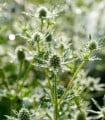 Máčka bílá White glitter - Eryngium planum - semena máčky - 10 ks