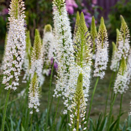Liliochvostec himalájský - Eremurus himalaicus - hlízy liliochvostce - 1 ks