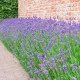 Levandule Ellegance Purple - Lavandula angustifolia - semena levandule - 15 ks