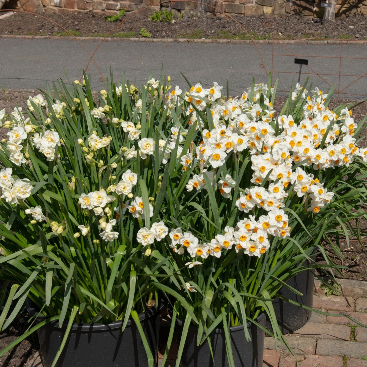 Narcis Geranium - Narcissus L. - cibule narcisu - 3 ks