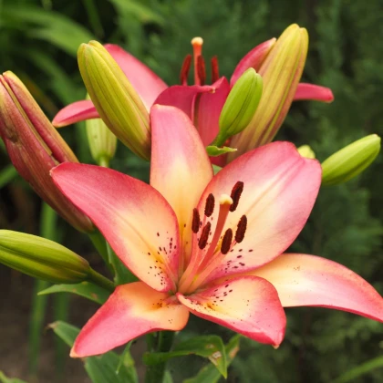 Lilie Rosellas Dream - Lilium - cibule lilie - 1 ks