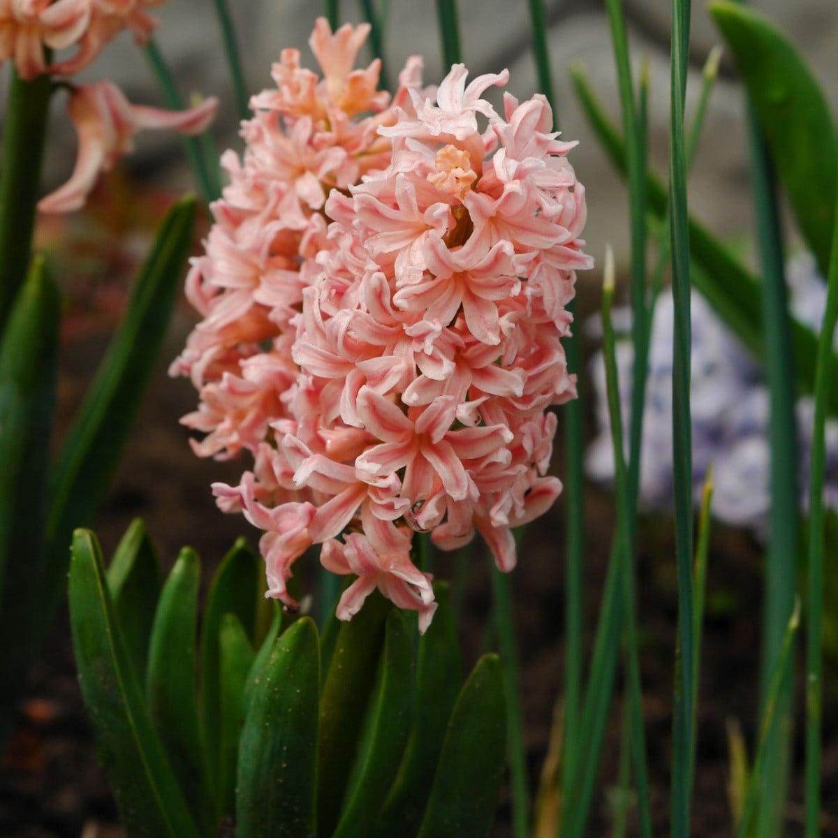 Hyacint Gipsy Queen - Hyacinthus L. - cibule hyacintu - 1 ks