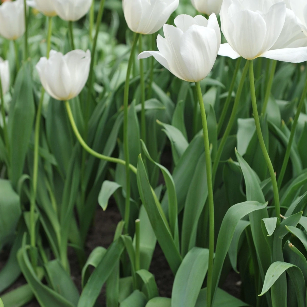 Tulipán Clearwater - Tulipa - cibule tulipánu - 3 ks