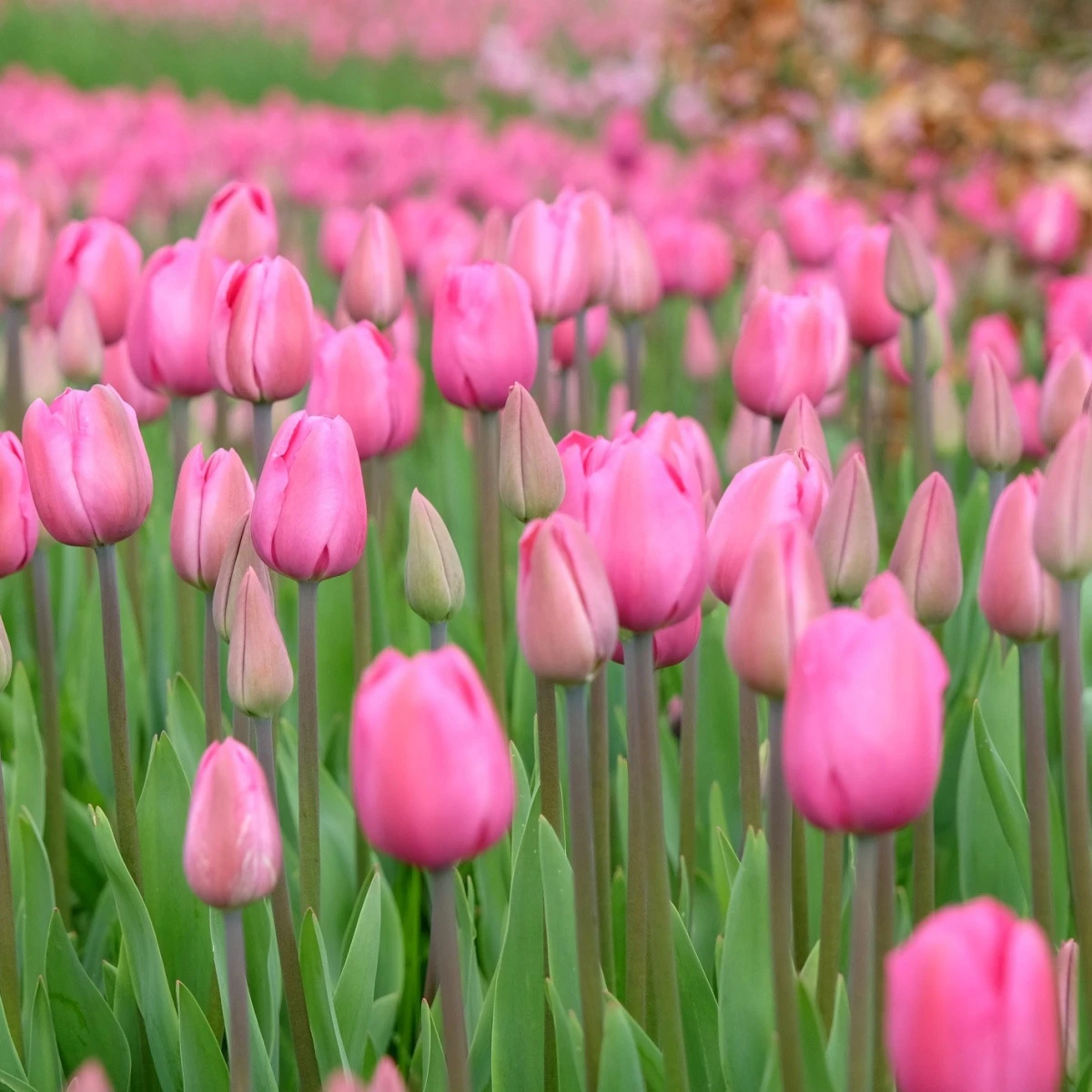 Tulipán Don Quichotte - Tulipa - cibule tulipánu - 3 ks