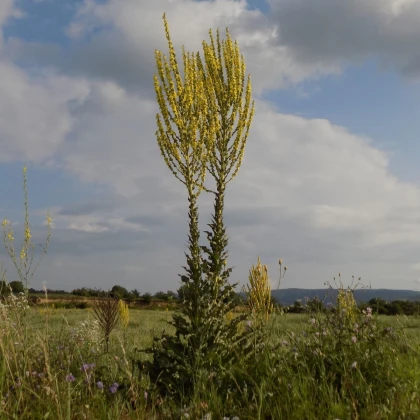 Komonice lékařská - Melilotus officinalis - semena komonice - 30 ks