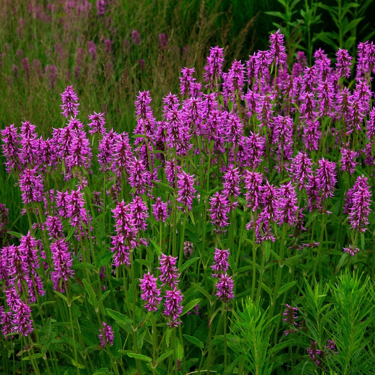 Bukvice lékařská - Betonica officinalis - semena bukvice - 20 ks