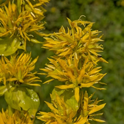 Hořec žlutý - Gentiana lutea - semena hořce - 8 ks