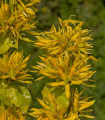 Hořec žlutý - Gentiana lutea - semena hořce - 8 ks