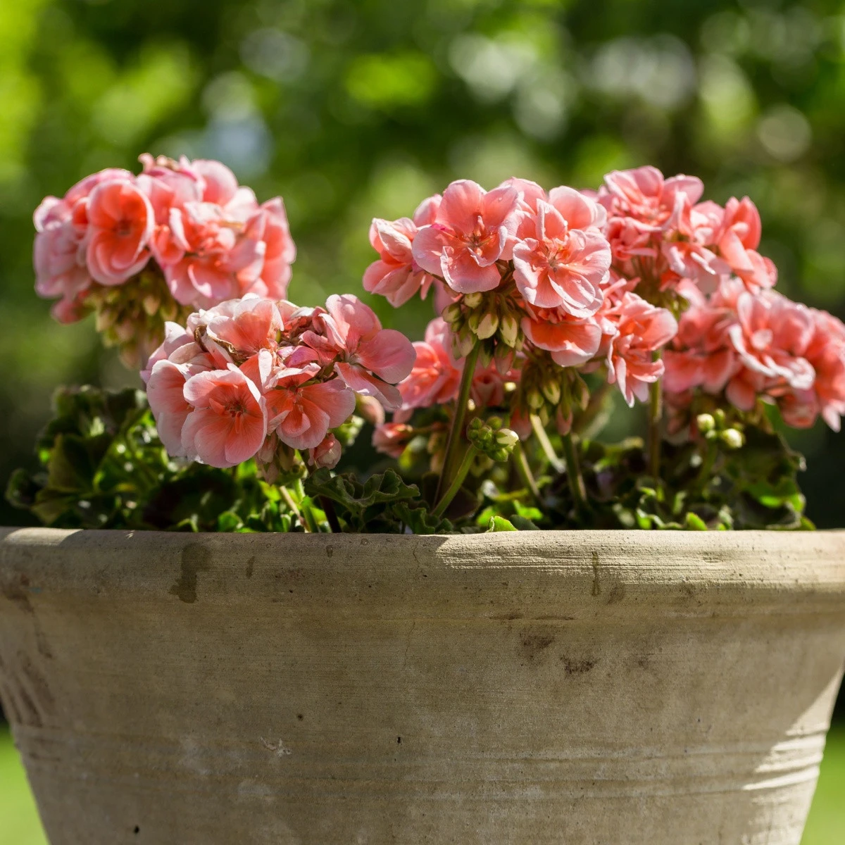 Muškát páskatý Nekita Salmon F1 - Pelargonium zonale - semena muškátu - 4 ks