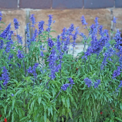 Šalvěj Victoria Blue - Salvia farinacea - semena šalvěje - 20 ks