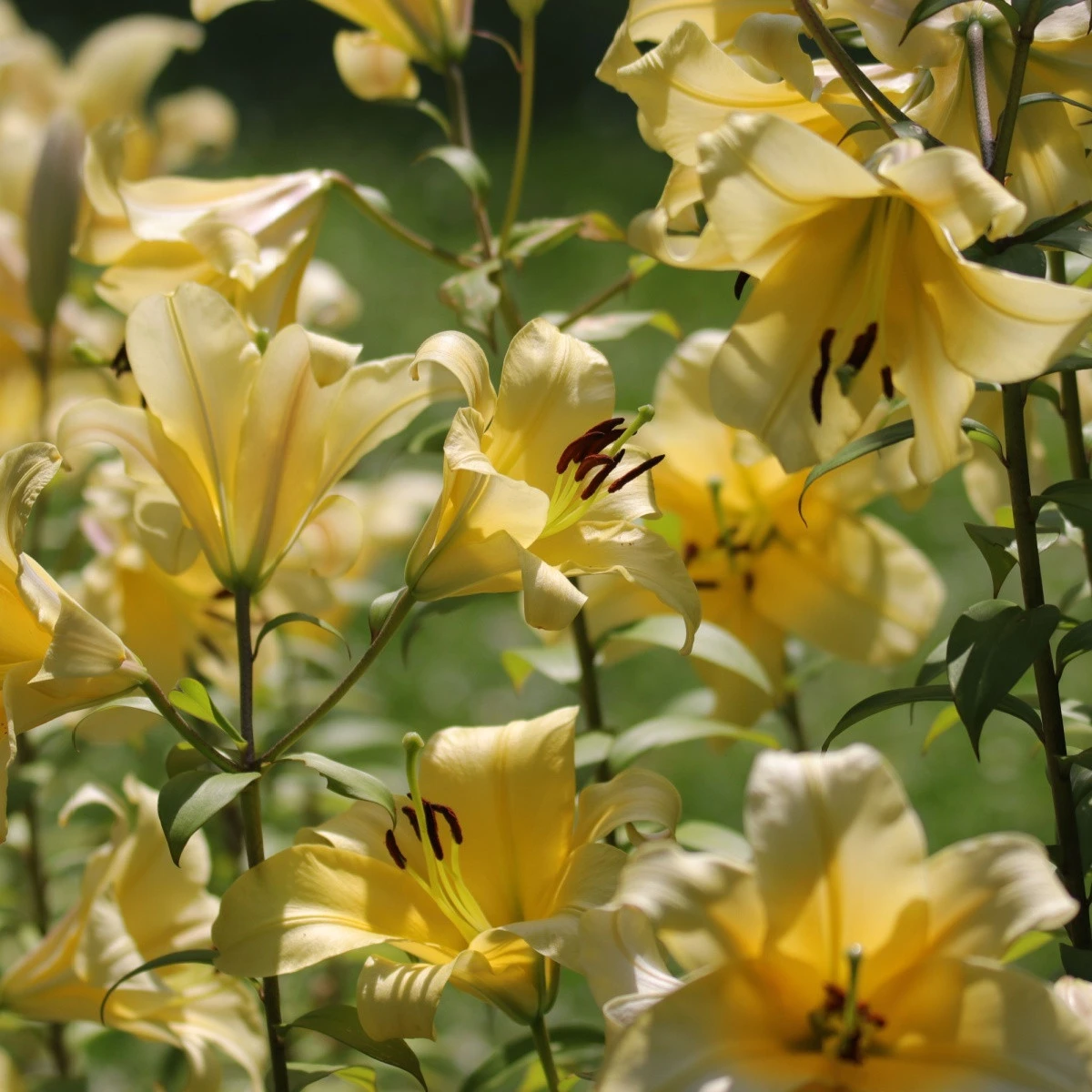 Lilie Honeymoon - Lilium - cibule lilie - 1 ks