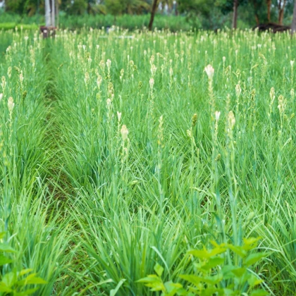 Tuberóza vonná - Polianthes tuberosa - hlízy tuberózy - 1 ks