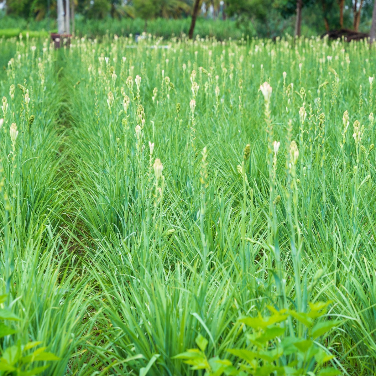 Tuberóza vonná - Polianthes tuberosa - hlízy tuberózy - 1 ks