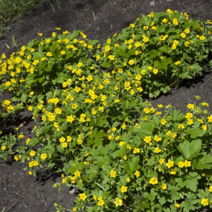 Kuklík městský - Geum urbanum - semena kuklíku - 50 ks