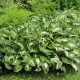 Bohyška - Hosta Mediovariegata - hlízy bohyšky - 1 ks