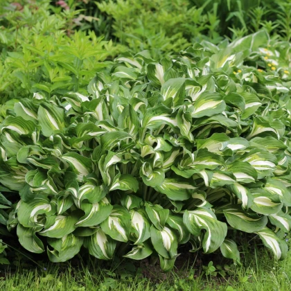 Bohyška - Hosta Mediovariegata - hlízy bohyšky - 1 ks
