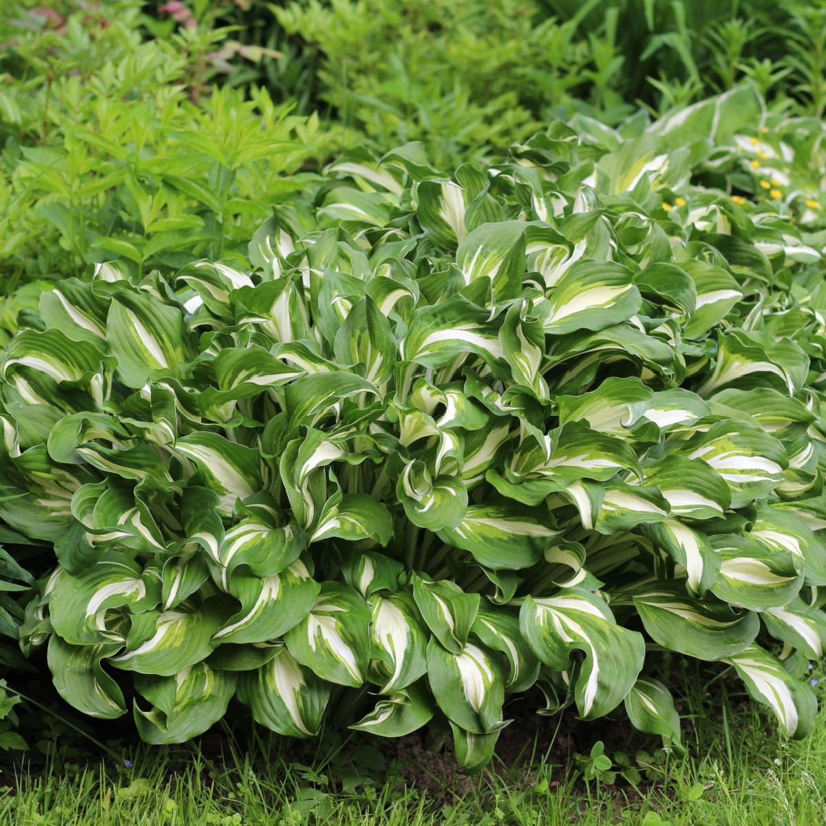 Bohyška - Hosta Mediovariegata - hlízy bohyšky - 1 ks