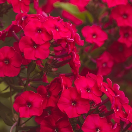 Plaménka červená - Phlox - prostokořenné sazenice plaménky - 1 ks