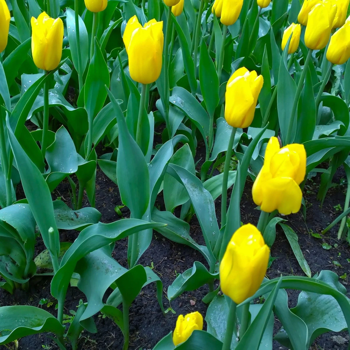 Tulipán Candela - Tulipa - cibule tulipánu - 3 ks