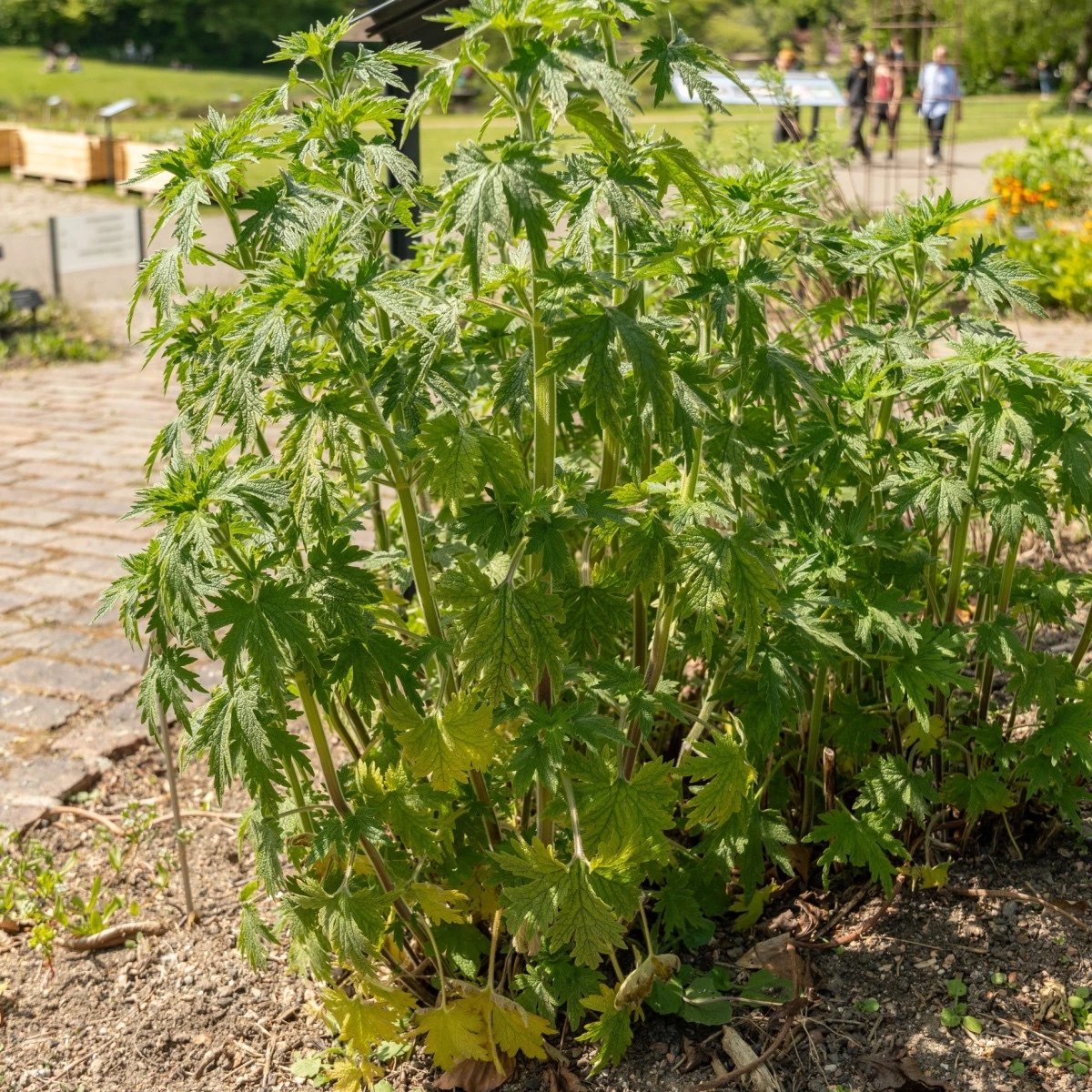 Srdečník obecný - Leonurus cardiaca - semena srdečníku - 20 ks