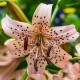 Lilie Pink Tiger - Lilium - cibule lilie - 1 ks