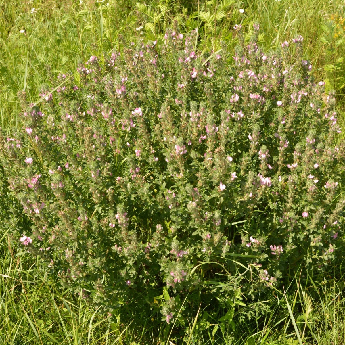 Jehlice rolní - Ononis Arvensis - semena jehlice - 20 ks