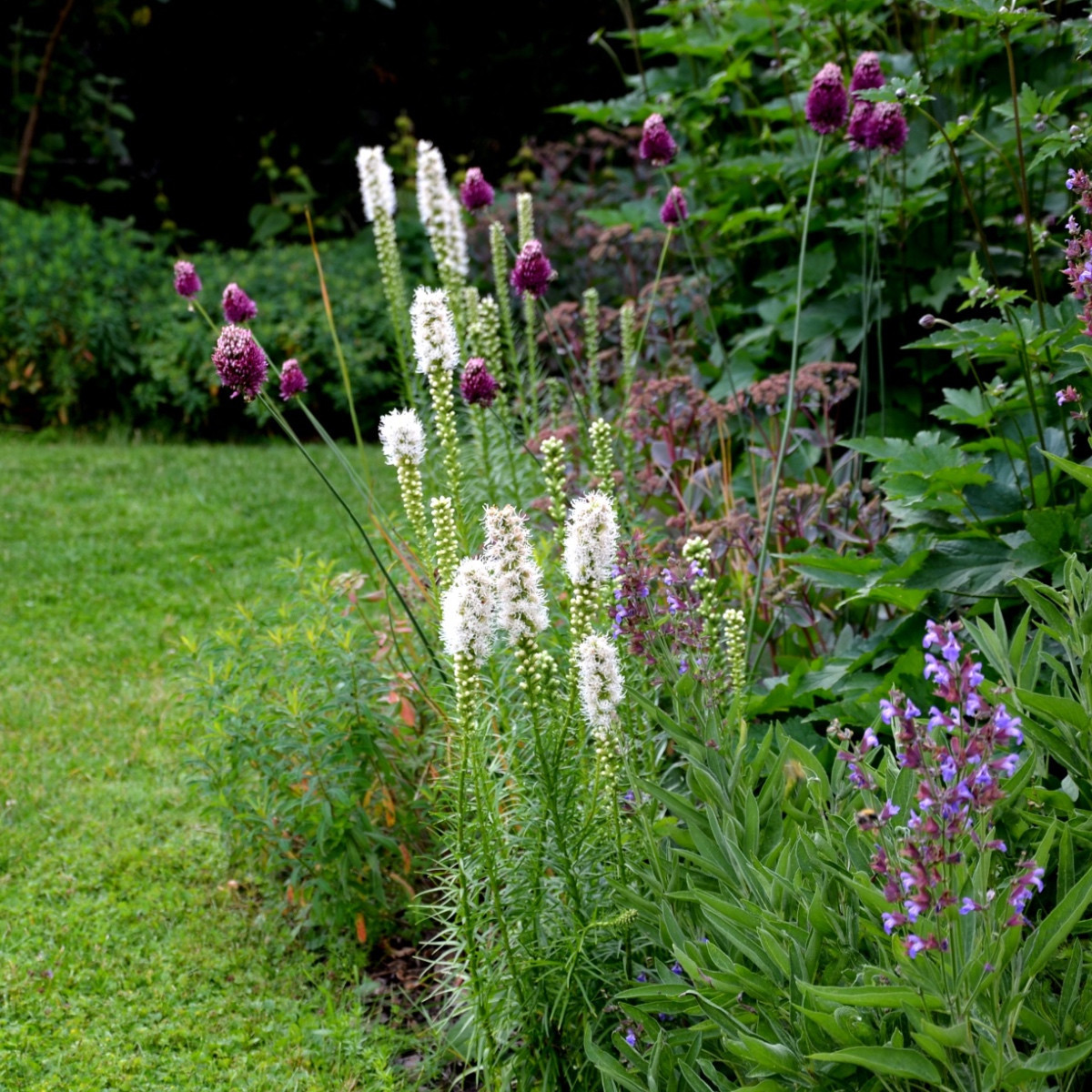 Šuškarda bílá Alba - Liatris spicata - hlízy šuškardy - 5 ks