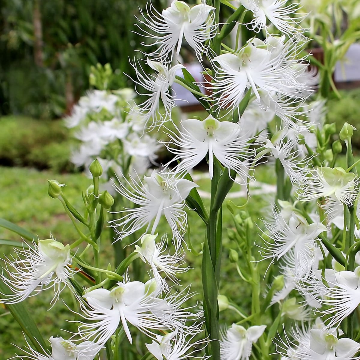 Ptačí orchidej - Habenaria radiata - cibulky ptačí orchideje - 1 ks