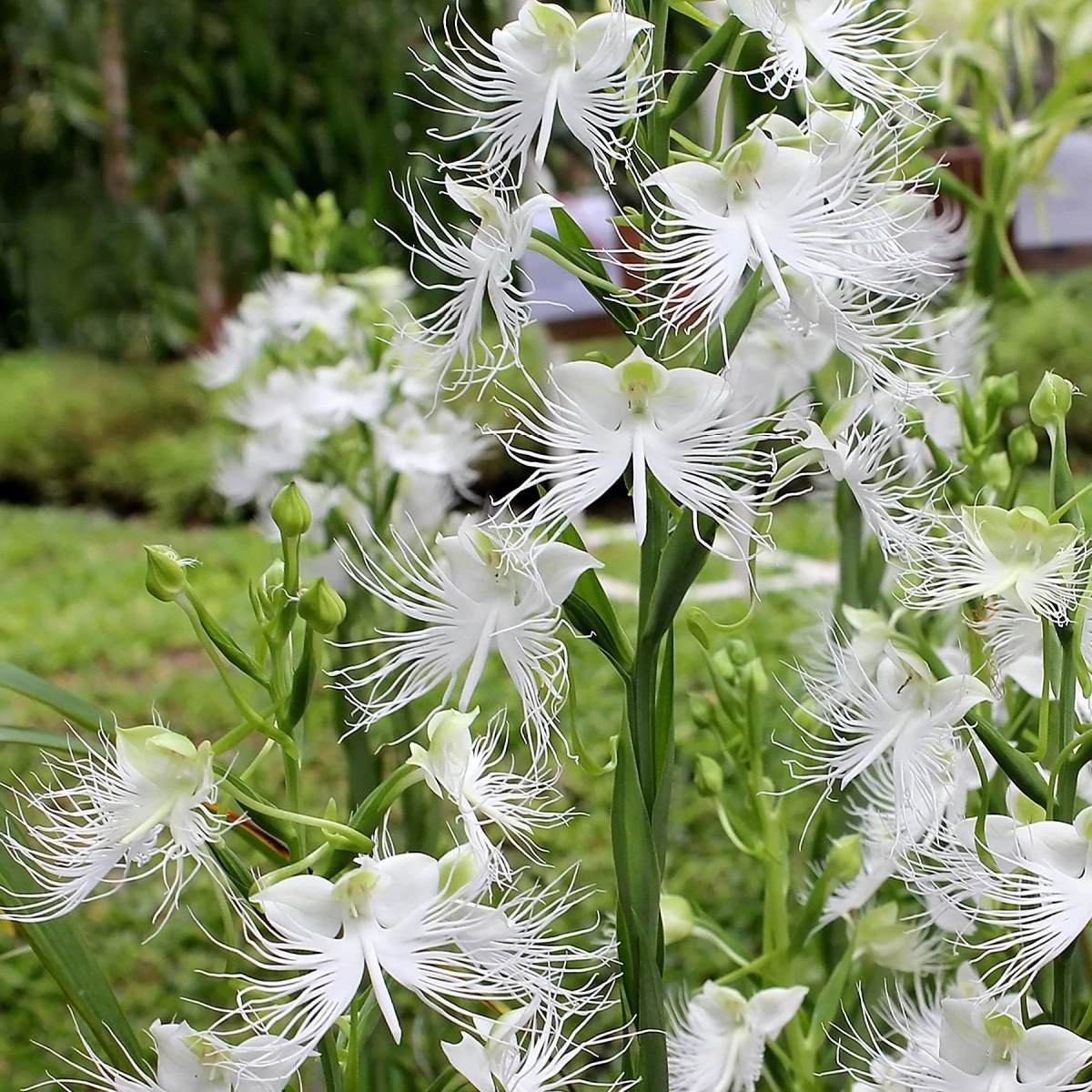 Ptačí orchidej - Habenaria radiata - cibulky ptačí orchideje - 1 ks