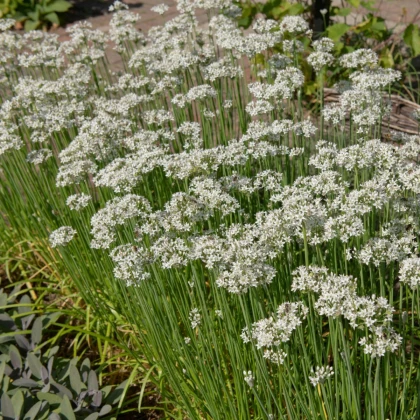 Pažitka čínská česneková Kobold - Allium tuberosum - semena pažitky - 130 ks