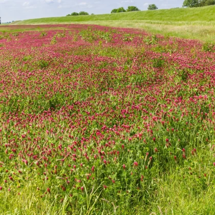 Jetel inkarnát - Trifolium incarnatum - semena jetele - 150 ks