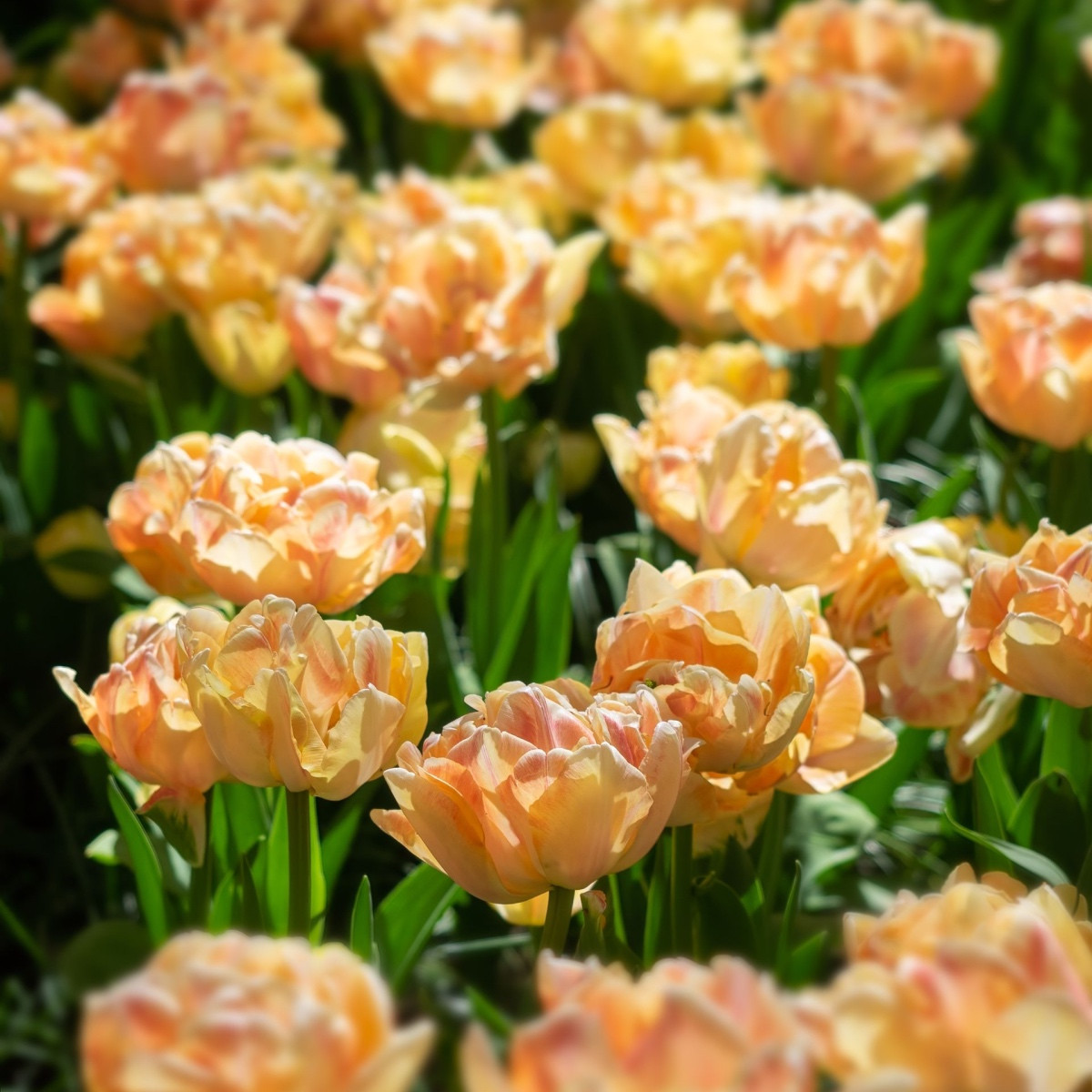 Tulipán Charming Lady - Tulipa - cibule tulipánu - 3 ks